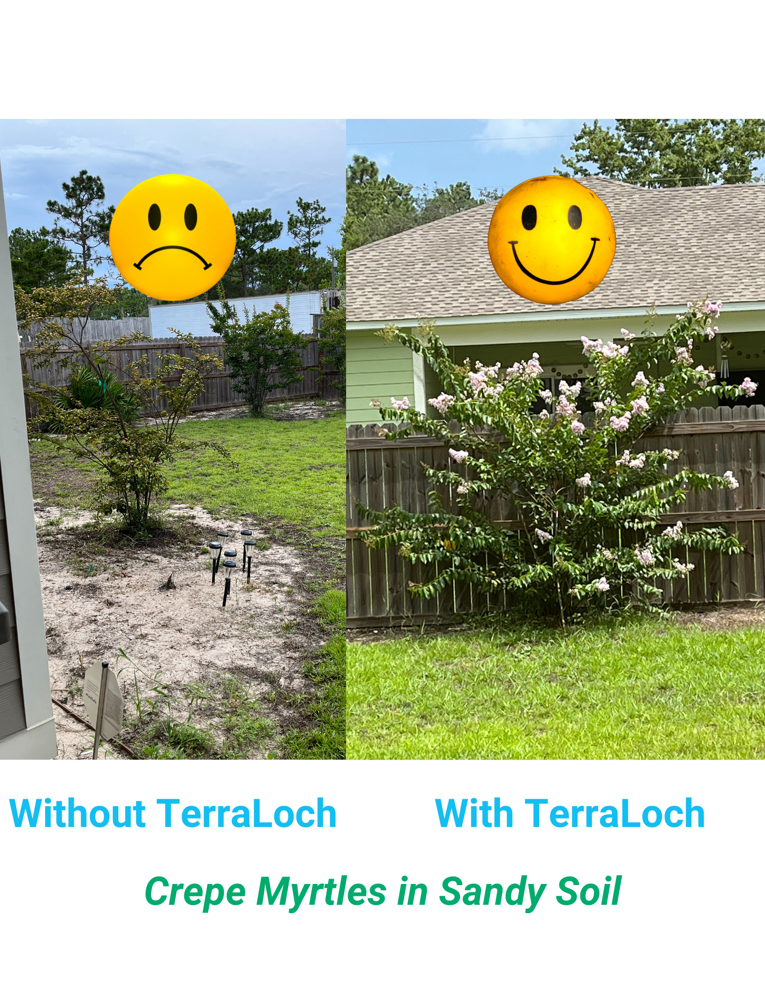 Crepe Myrtle Revival